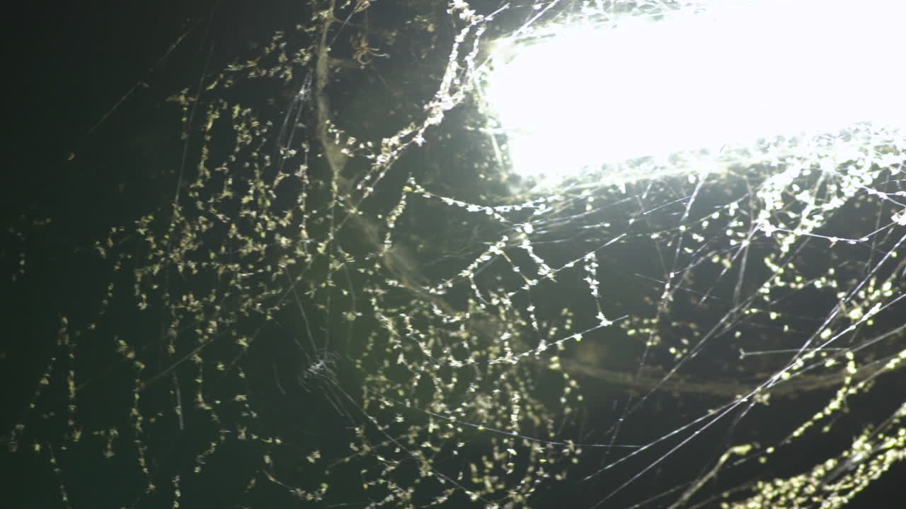 거미줄과 벌레로 뒤덮인 led 가로등을 가로질러 팬을 닫습니다.