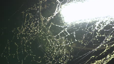 Close-up-pan-across-LED-streetlight-covered-in-spider-webs-and-bugs