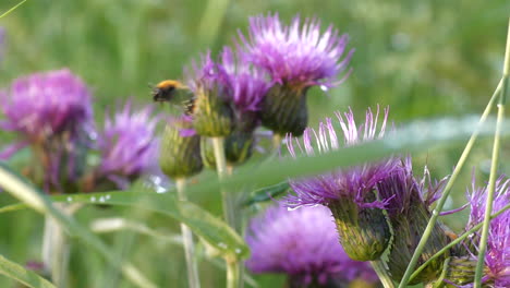 moscas de abeja entre flores de color púrpura. de cerca