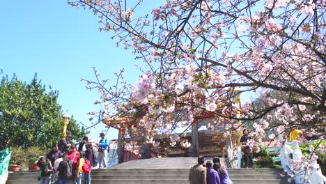 sakura cherry blossom at tian yuan temple, taiwan