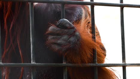 orangutan gripping cage bars at exotic zoo