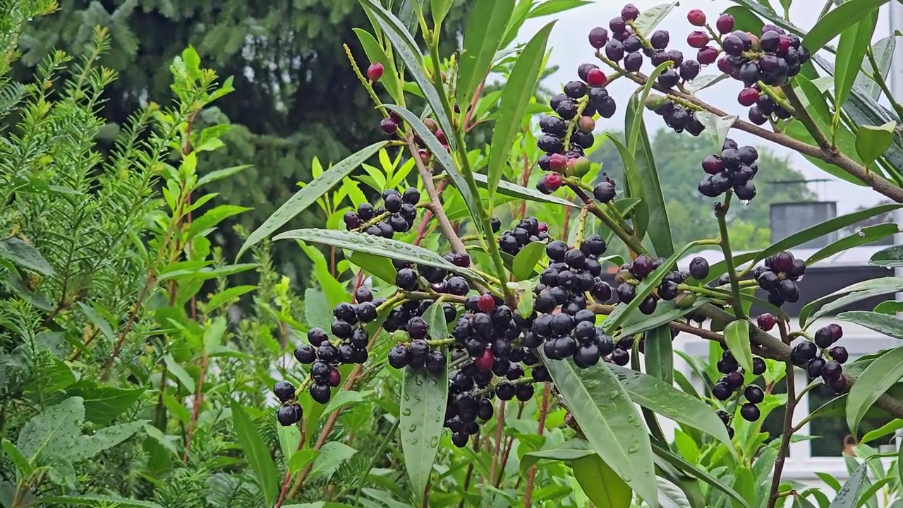 Baies de sureau noires poussant sur un plant de sureau, avec des gouttelettes d'eau par un jour de pluie.