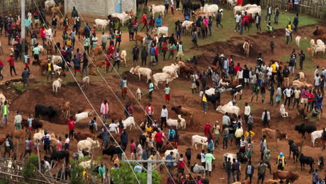 livestock penned in tribal market in kako from above