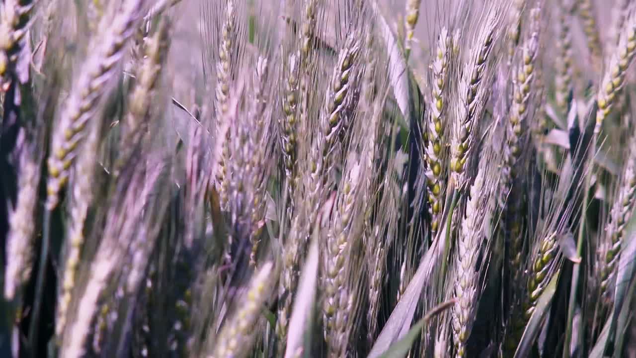 Primo piano di un campo di grano verde al rallentatore