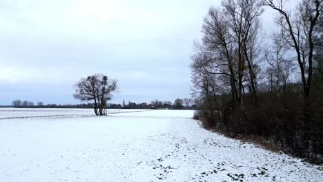 winter landscape with bare trees in forest on a cloudy day