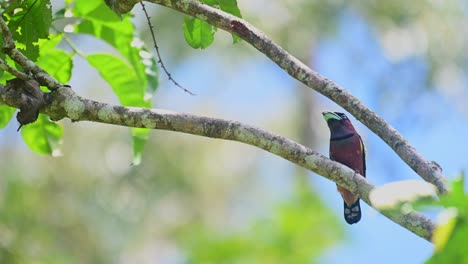 banded broadbill, eurylaimus javanicus