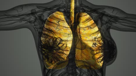 science anatomy scan of human lungs