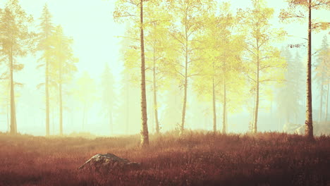 scene-of-sunrise-in-a-birch-forest-on-a-sunny-summer-morning-with-fog