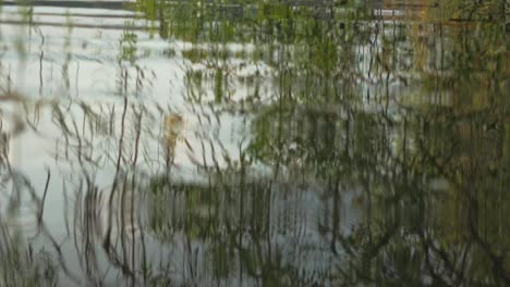 árboles-Y-Naturaleza-Verde-Reflejada-En-El-Agua-Del-Lago-Ondulante-En-El-Campo