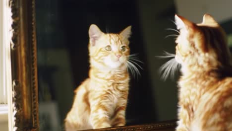 a curious ginger cat interacts with its reflection in a mirror, showcasing its playful nature and fascination with its own image