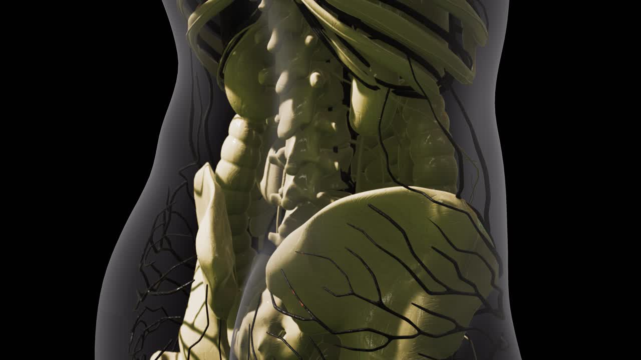 인간 혈관의 과학 해부학