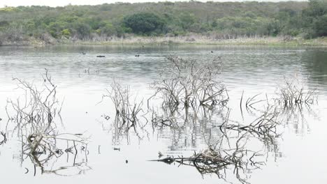 A-tranquil-lake-with-dead-branches-poking-through-after-heavy-rains