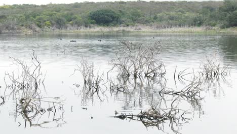 a tranquil lake with dead branches poking through after heavy rains