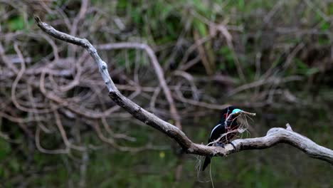 uno vuela hacia el nido y luego el otro se queda esperando su turno para entregar algunos materiales, pico ancho negro y rojo, cymbirhynchus macrorhynchos, parque nacional kaeng krachan, tailandia