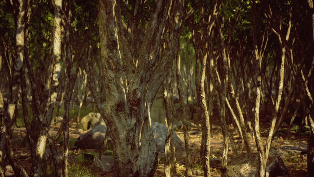 아침의 빛은 독특한 나무 형태를 가진 울창한 숲을 통해 필터링합니다.