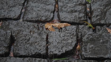 wet cobblestones in autumn