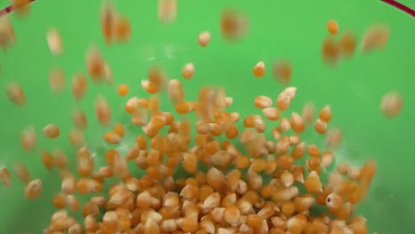 corn kernel falling on a transparent plate, on chroma background
