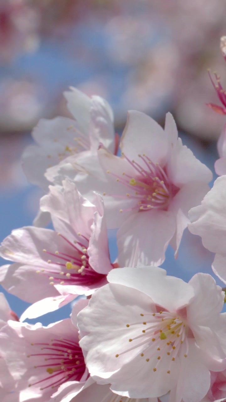 Inquadratura macro di fiori di sakura rosa che ondeggiano dolcemente contro un cielo primaverile azzurro e limpido.