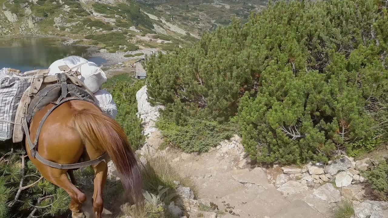 caballos de carga que llevan equipaje en la espalda por la montaña en un día soleado, ángulo alto