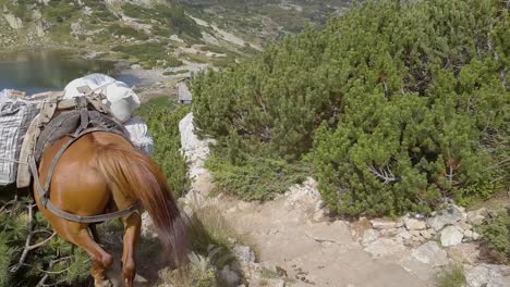 pack horses carrying baggages on their backs down the mountain on a sunny day, high angle