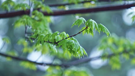 steady rain falling on tree branches with leaves - super slow motion