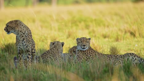 Cute-Cheetah-Mother-Cub,-Affectionate-Caring-Animals-in-Moment-Between-Young-Baby-and-Mum,-Caring-For-and-Looking-After-Her-Baby-in-Maasai-Mara,-Kenya,-Africa,-African-Wildlife-Safari-Animals