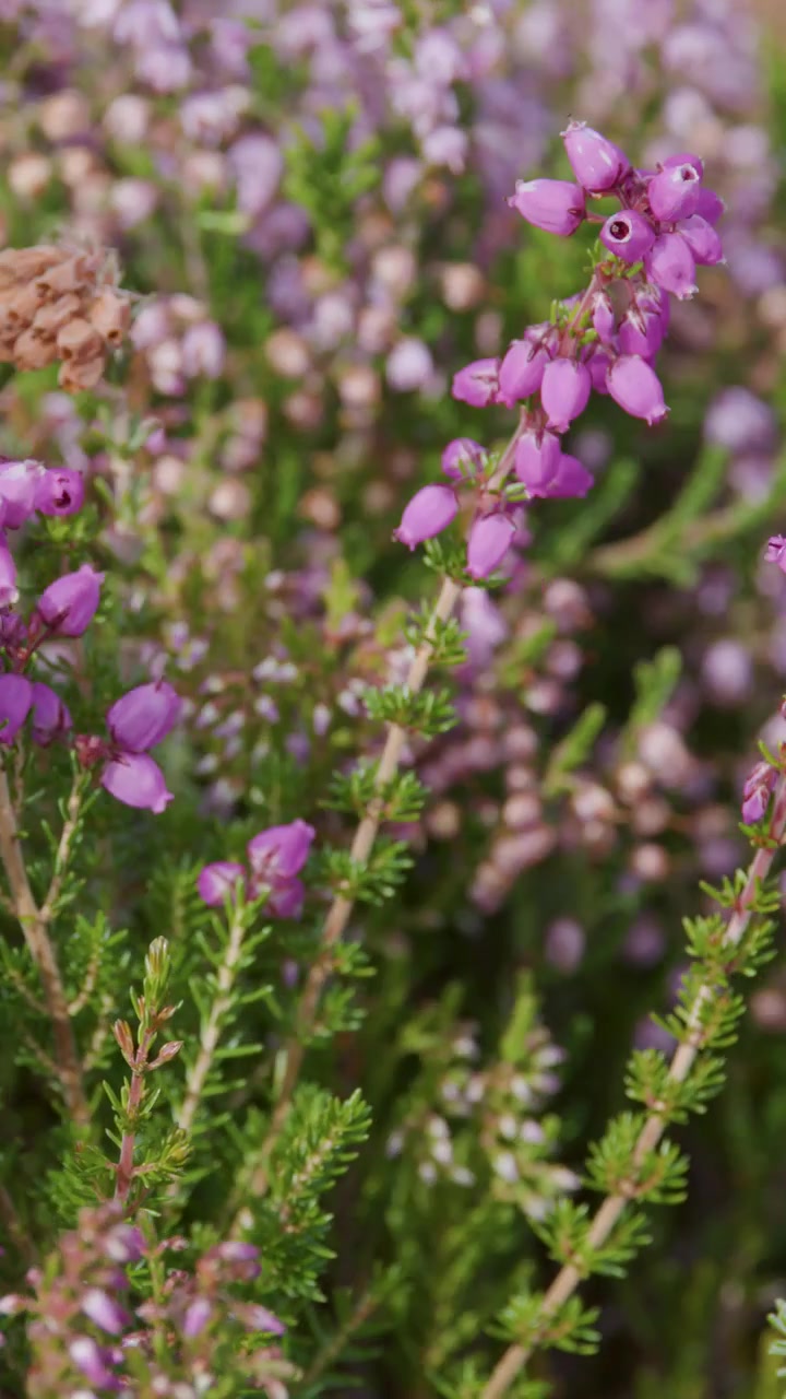 Primo piano di fiori selvatici viola che si muovono dolcemente nel vento, su uno sfondo sfocato verde e viola alla luce naturale del giorno, creando un'atmosfera tranquilla.