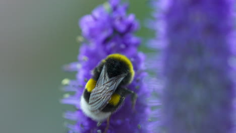 Buff-tailed-Hummel-Sammelt-Pollen-Auf-Violetten,-Mit-Stacheln-Versehenen-Speedwell-Blüten-–-Makro-Nahaufnahme