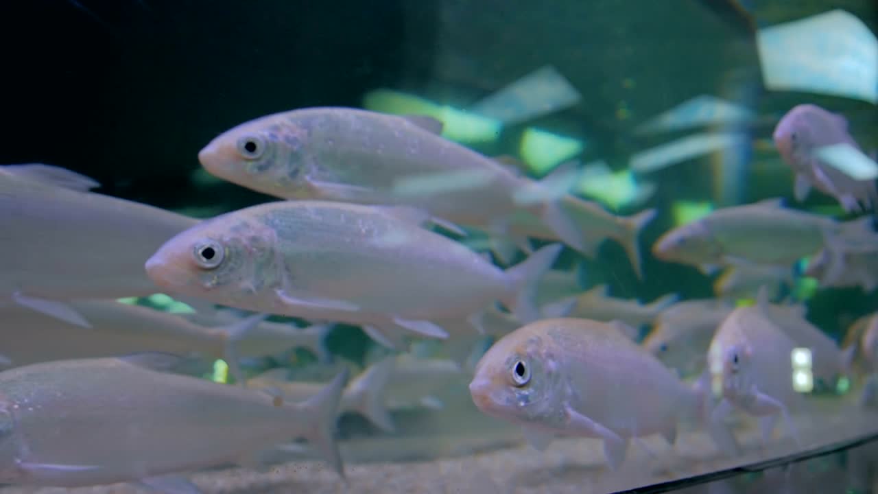 거대한 수족관 에서 수영 하는 은색 물고기 들 의 무리