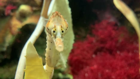 extreme close up of a sea horse looking around in an aquarium