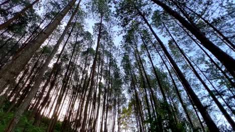 Walking-through-the-pine-trees-of-forest