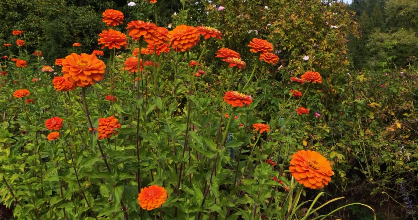 Zinnia elegans arancione nei Giardini Butchart di Victoria, Columbia Britannica, Canada