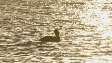 Silueta-De-Pelícano-Flotando-Y-Moviéndose-A-Través-Del-Agua-Del-Océano-Iluminada-Por-El-Sol