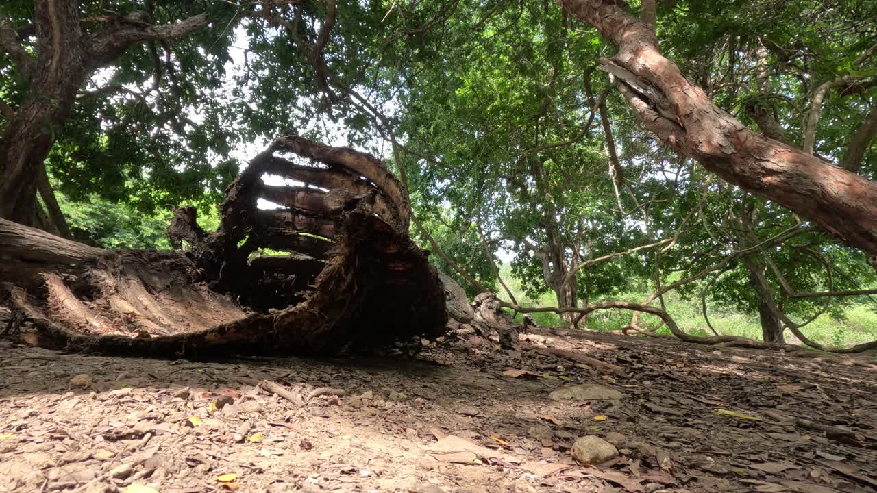 Close shot of a Komodo dragon approaching an Asian water buffalo carcass filmed on the forest floor in Indonesia