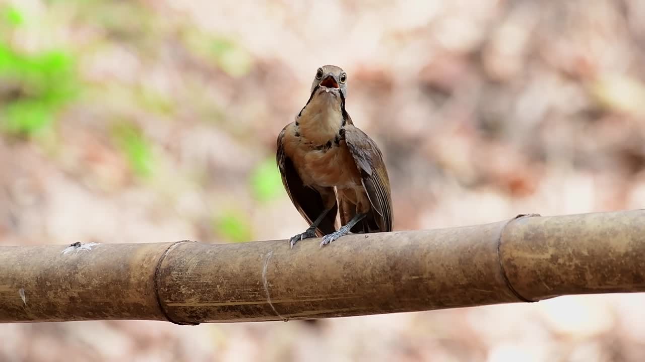 zorzal risueño de collar mayor, pterorhinus pectoralis