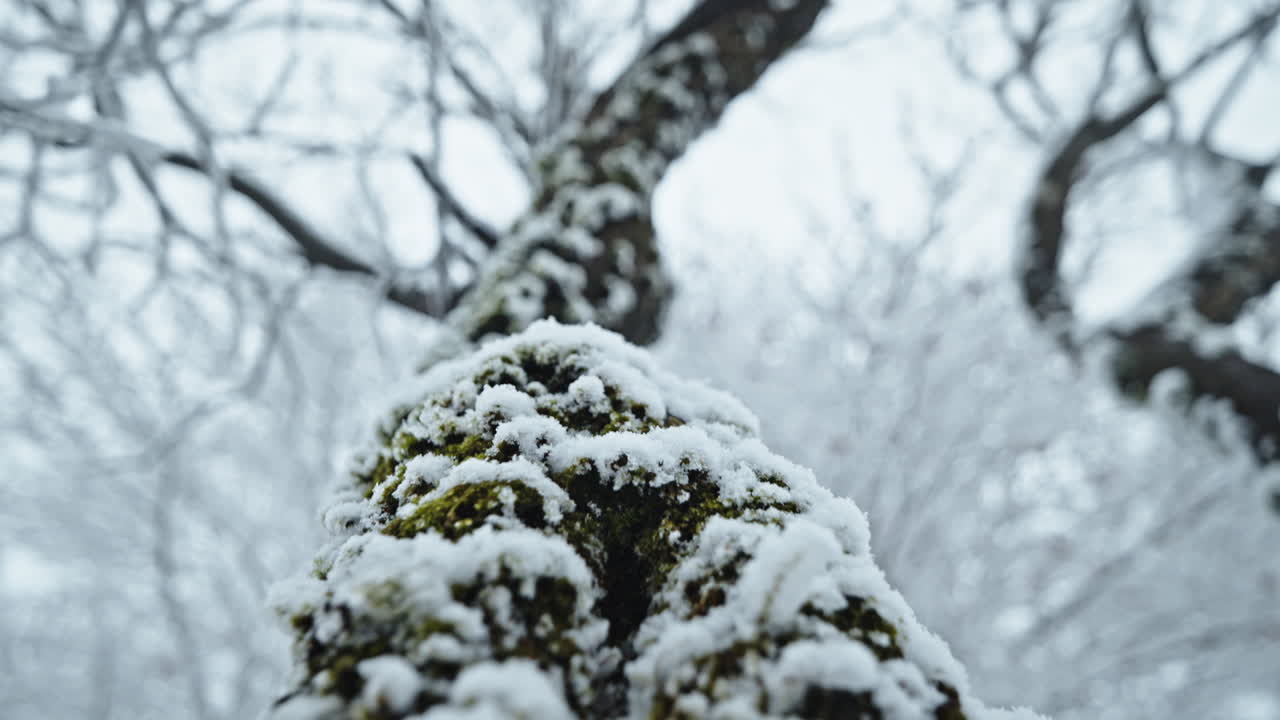 冬の間,モスで覆われた雪の木の枝が,静けさと自然を呼び起こします