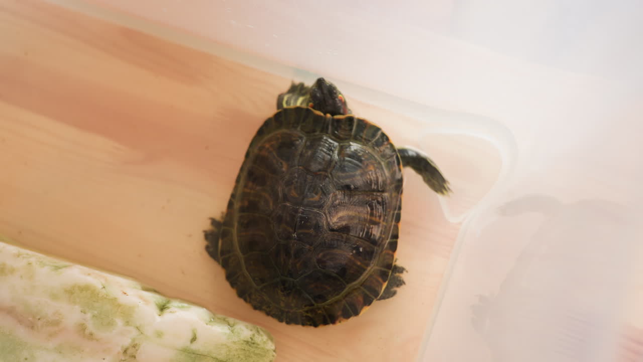 Overhead view of tortoise inside transparent rubber container with water, crawling against edge as it tries to climb out, showing details of patterned shell