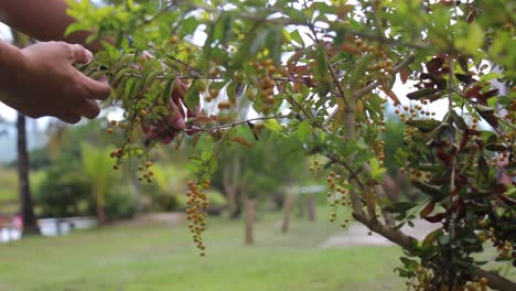 Hands picking up berrys from its tree