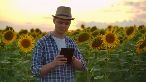 Ein-Bauer-In-Kariertem-Hemd-Und-Strohhut-Geht-über-Das-Feld-Mit-Großen-Gelben-Sonnenblumen-Und-Untersucht-Sie.-Er-Schreibt-Ihre-Eigenschaften-An-Einem-Sommerabend-Auf-Das-IPad