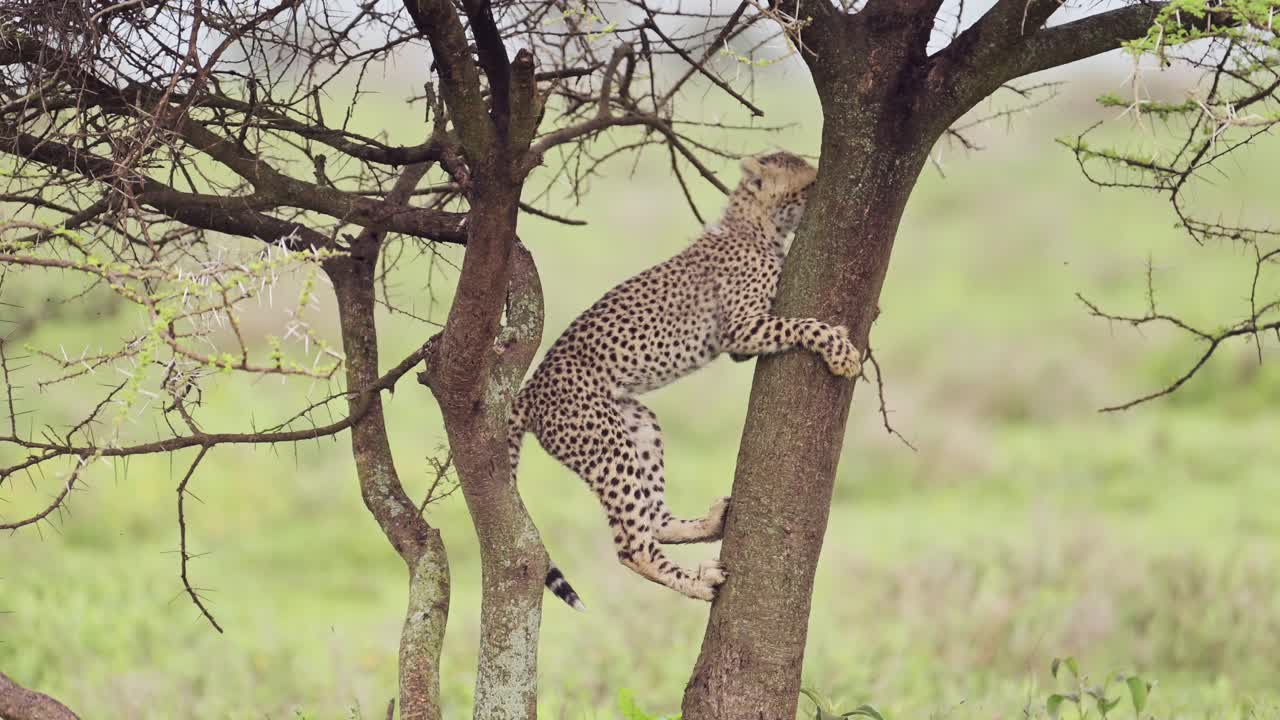 animales divertidos disparados de cachorros de guepardo que suben a un árbol en el parque nacional serengeti en tanzania en áfrica en un safari de vida silvestre africano.