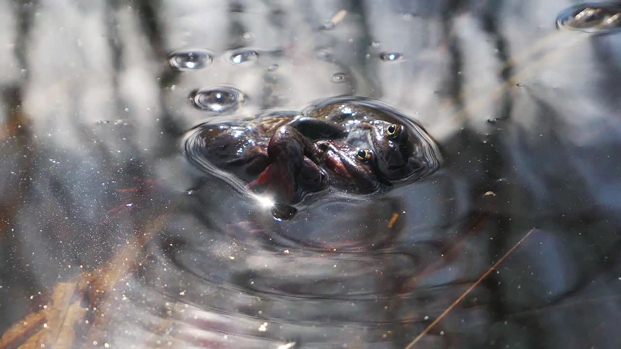 Three common frogs mating in water in spring, frogs breeding during mating season