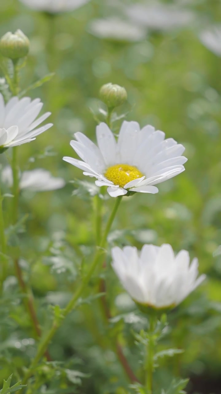 Bunga Daisy Putih Mekar di Taman Hijau Subur