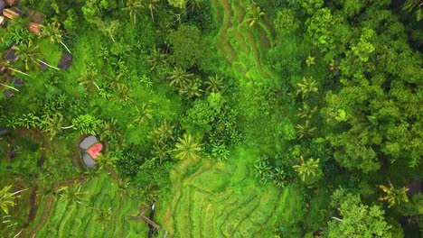 Beautiful-cinematic-Ubud,-Bali-drone-footage-with-exotic-rice-terrace,-small-farms-and-agroforestry-plantation