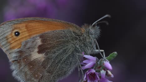 Closeup of a Small Heath Butterfly, Coenonympha pamphilus, resting on Heather, Calluna vulgaris. Summer. England. UK