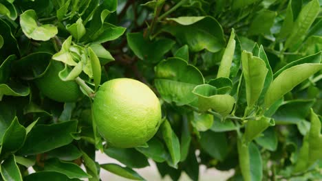 close up of a lime that is not quite ripe yet still attached to a lush green tree