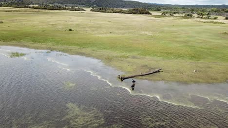 Drone-aerial-over-lake-and-nature-reserve-with-black-swans-on-bay-with-reflection-on-the-water