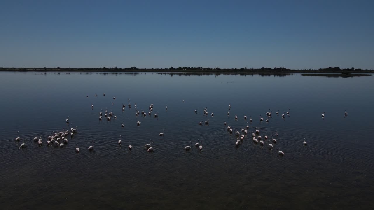 flamencos del lago caminando