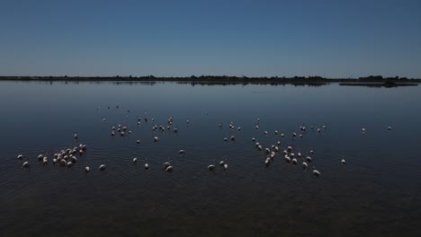 Lake-Flamingos-Walking