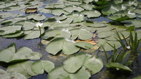 Flores-De-Agua-En-El-Hermoso-Lago-Salvaje