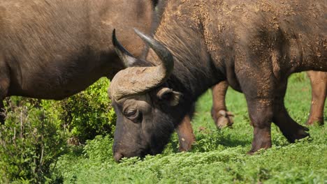 Cerca-De-Búfalo-Africano-Del-Cabo-Comiendo-Y-Caminando-En-El-Parque-Nacional-De-Elefantes-Addo,-Cámara-Lenta